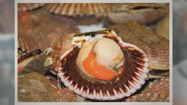 Video thumbnail for What Does a Scallop Taste Like?