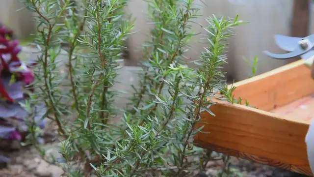 Video thumbnail for Rosemary clipping