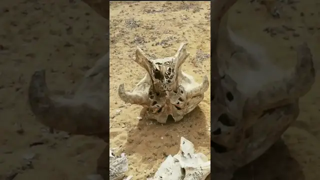Video thumbnail for Elephant Bones #shorts