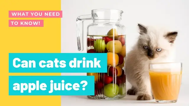 'Video thumbnail for Can Cats Have Apple Juice or Not? Everything You Need to Know!'