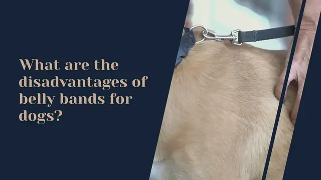 Video thumbnail for cons of belly band for dogs