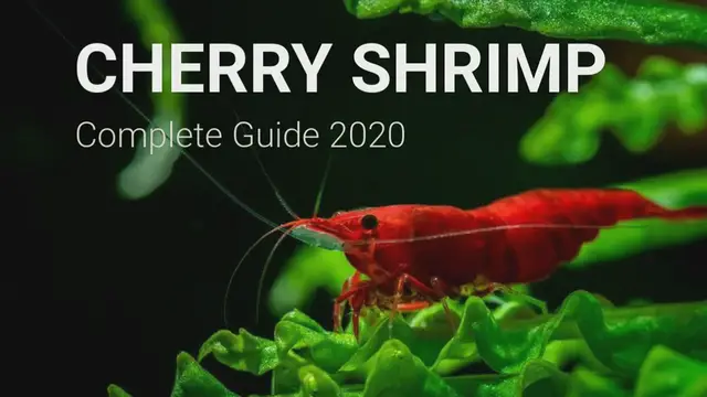 Video thumbnail for CHERRY_SHRIMP