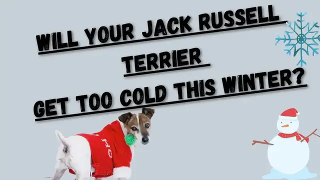 Video thumbnail for Do Jack Russell Terriers Get Cold? + What To Do!