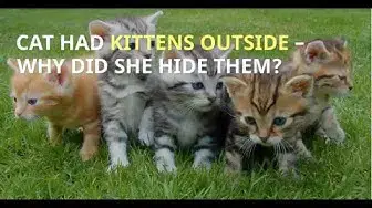 Video thumbnail for CAT HAD KITTENS OUTSIDE WHERE THEY HIDE