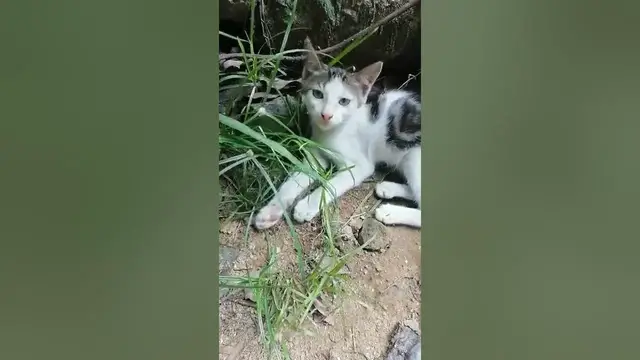 Video thumbnail for cat trying to eat grass. your cats eats grass?