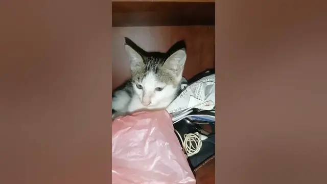 Video thumbnail for cunning cat hiding on desk