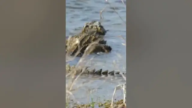 Video thumbnail for Mugger crocodile in wilpattu national park #shorts