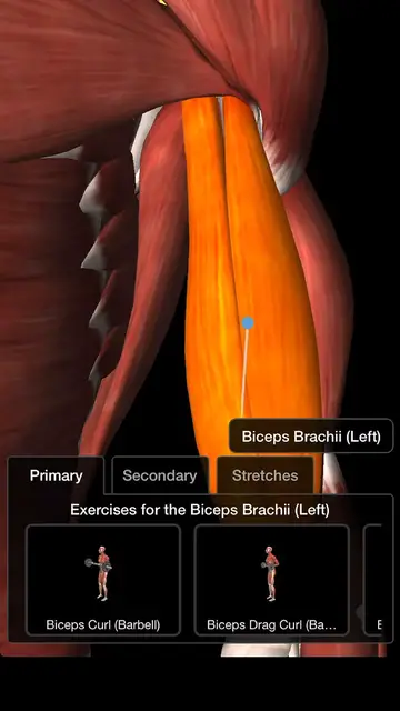 'Video thumbnail for Bodybuilding - Biceps Workout'