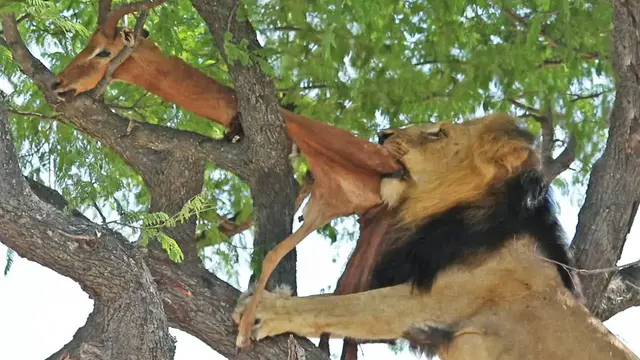 Video thumbnail for DEAD IMPALA TORMENTS MALE LION