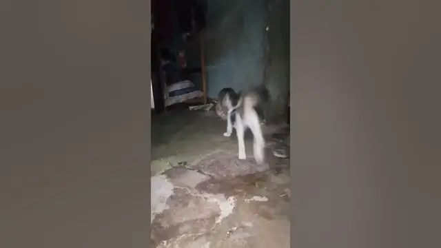 Video thumbnail for kittens playing at home