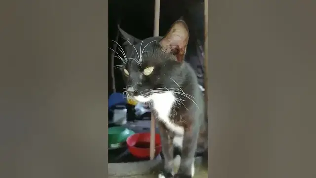 Video thumbnail for black male cat on window #shorts #cats #blackcat #blackcats