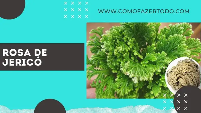 'Video thumbnail for Rosa De Jericó Como Cuidar – Planta da Ressurreição 🌱'