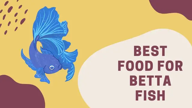 'Video thumbnail for Best Food for Betta Fish you must Feed!'