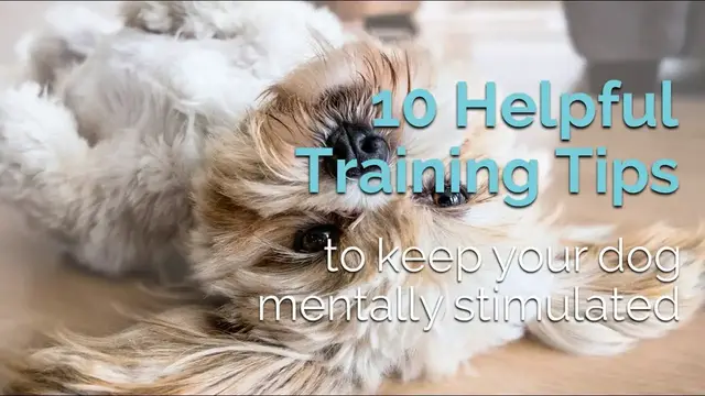 Video thumbnail for 10 Tips to keep your dog mentally stimulated