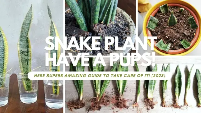 'Video thumbnail for Snake Plant Have Pups! Here Superb Amazing Guide To Take Care Of It! (2023)'