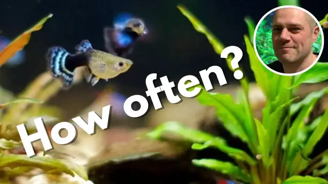 'Video thumbnail for How Often Do Female Guppies Have Babies? IS IT TRUE GUPPIES HAVE BABIES EVERY 30 DAYS???'