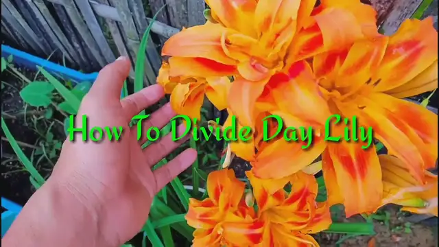 Video thumbnail for Day Lily Care  How To Grow Day Lily  How to Separate Day Lily