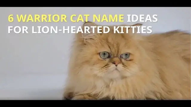 Video thumbnail for 6 WARRIOR CAT NAME IDEAS FOR LION-HEARTED KITTIES