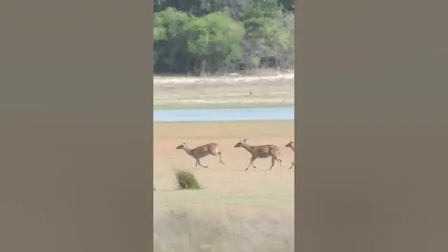 Video thumbnail for Spotted deer running #shorts