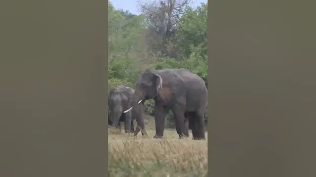 Video thumbnail for Single tusked male elephant #shorts