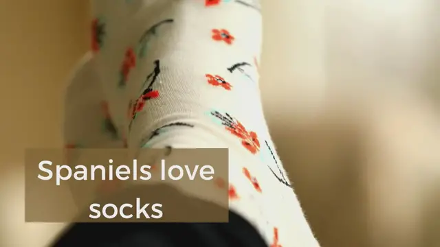 Video thumbnail for Why do spaniels steal socks?