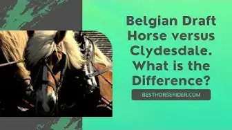 Video thumbnail for Belgian Draft Horse vs Clydesdale. What is the Difference?