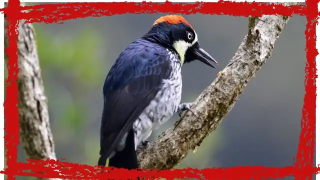 Video thumbnail for Acorn Woodpecker(Melanerpes formicivorus) Call| Acorn Woodpecker Sound & Song|Acorn Woodpecker Video