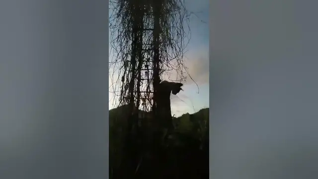 Video thumbnail for Cat stuck in vines