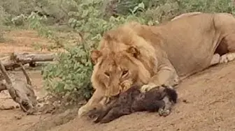 Video thumbnail for MALE LION ATTACKS & KILLS BABY HYENA