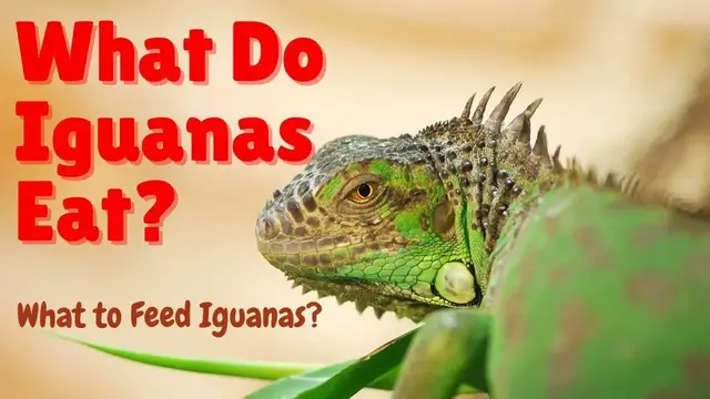 Video thumbnail for What Do Iguanas Eat - What to Feed Iguanas - What Do Green Iguanas Eat