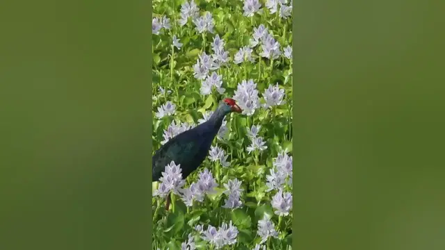 Video thumbnail for Purple Coot Birdwatching in Wasgamuwa #shorts