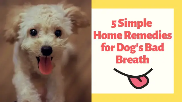 Video thumbnail for 5 Simple Home Remedies for Dog's Bad Breath