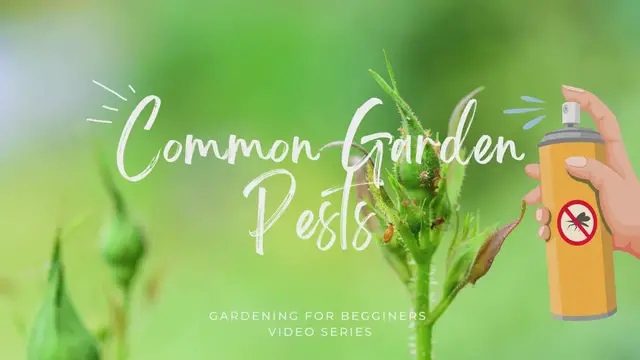 Video thumbnail for 8 Common Garden Pests  Staying Ahead of Problems!