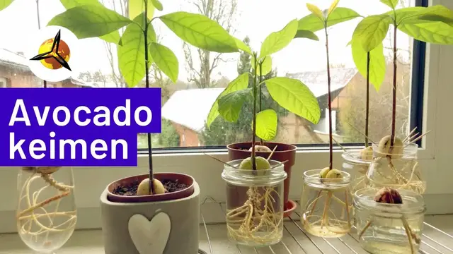 Video thumbnail for Avocadokern keimen lassen & einpflanzen