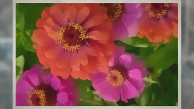 Video thumbnail for How to Grow Zinnia Flowers Indoors and Outdoors