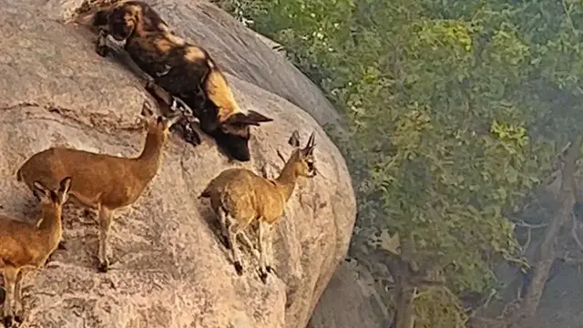 Video thumbnail for WILD DOGS HUNT ANTELOPE ON EDGE OF CLIFF