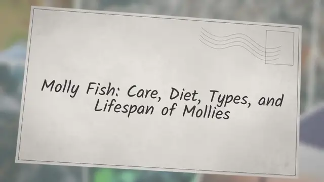 'Video thumbnail for Molly Fish: Care, Diet, Types, and Lifespan of Mollies'