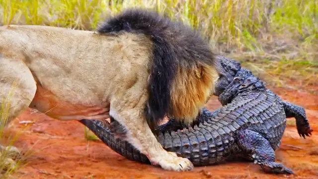 Video thumbnail for LIONS ATTACK CROCODILE WALKING ON LAND