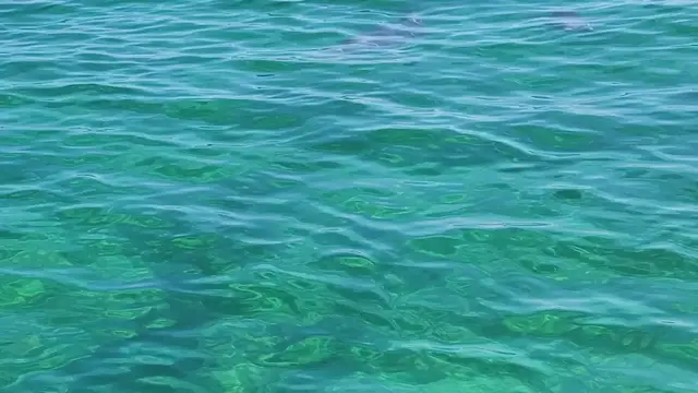 Video thumbnail for Dolphins in Western Australia