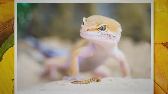 'Video thumbnail for Can Baby Leopard Geckos Live With Adults?'