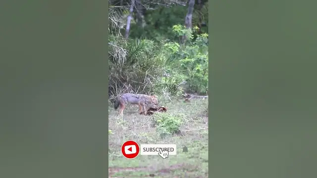 Video thumbnail for Jackal carrying a deer skin #shorts