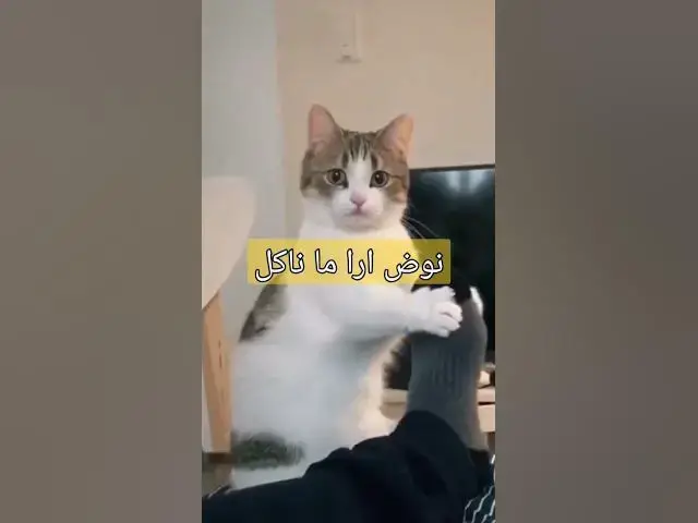Video thumbnail for نوض ارا ما ناكل
