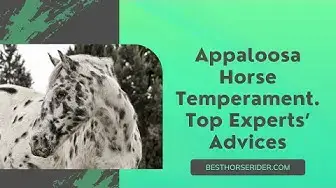 Video thumbnail for Appaloosa Horse Temperament. Top Experts’ Advices