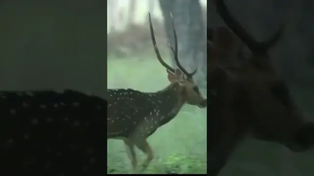 Video thumbnail for Axis deer | Spotted deer | Chital #shorts