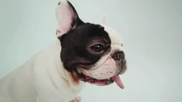 'Video thumbnail for Cute French Bulldogs'
