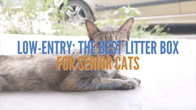 Video thumbnail for LOW ENTRY  THE BEST LITTER BOX FOR SENIOR CATS