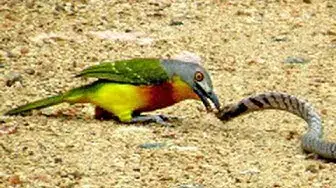 Video thumbnail for BIRD vs SNAKE