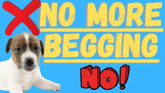 Video thumbnail for Jack Russell Terriers (How To Get Your Dog To Stop Begging For Food!)
