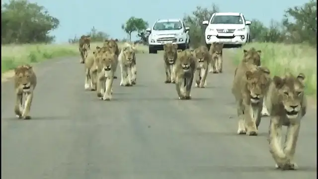 Video thumbnail for Kruger Park's Largest Lion Pride Ever Walking in Road