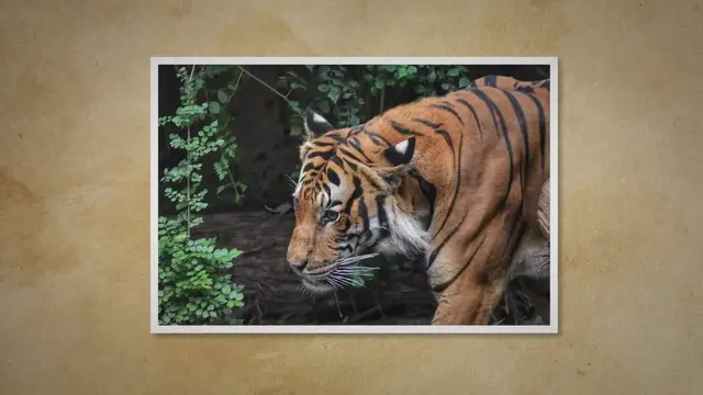 Video thumbnail for What Do Tigers Eat?
